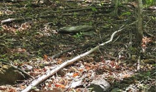 Photo #7 of Goose Creek, Ararat, VA 10.6 acres