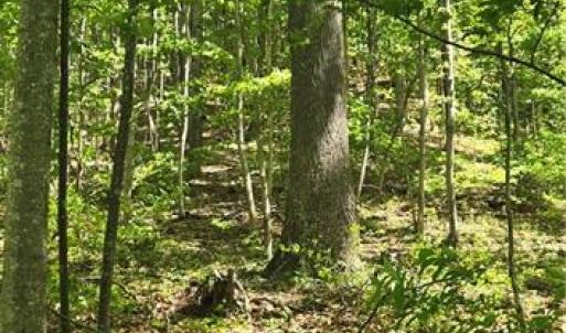 Forest view