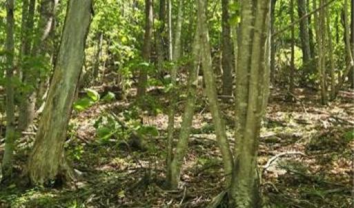 Photo #5 of Goose Creek, Ararat, VA 10.6 acres