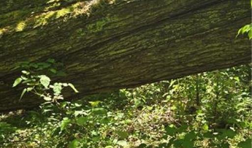 Photo #18 of Goose Creek, Ararat, VA 10.6 acres