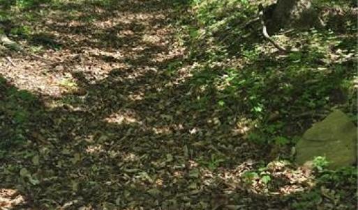 Trail Continues