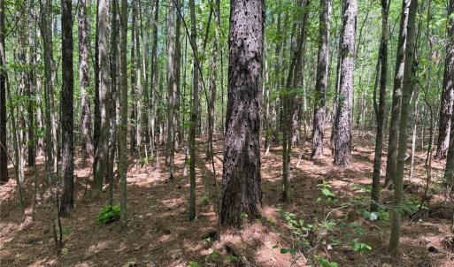 Photo #5 of Lot 5 Woods, Seagrove, NC 11.1 acres