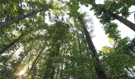 Photo #17 of 6810 Sawyer, Liberty, NC 11.4 acres