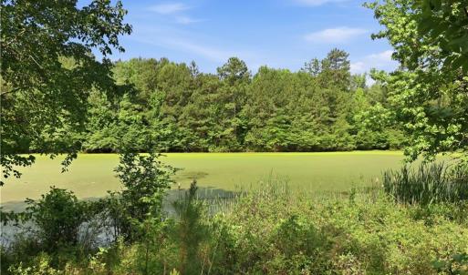 Photo #3 of 1791 County Home, Blanch, NC 40.1 acres