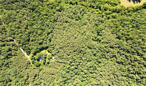 Photo #10 of 1215 Lucius Beasley, Westfield, NC 160.0 acres