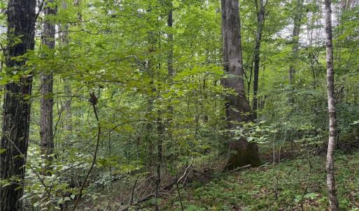Photo #23 of 1215 Lucius Beasley, Westfield, NC 160.0 acres