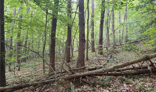 Photo #20 of 1215 Lucius Beasley, Westfield, NC 160.0 acres