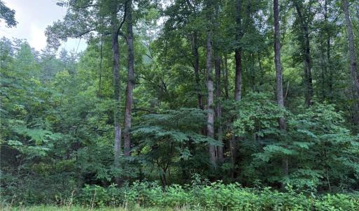Photo #24 of 1215 Lucius Beasley, Westfield, NC 160.0 acres