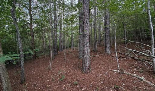 Photo #18 of 1215 Lucius Beasley, Westfield, NC 160.0 acres