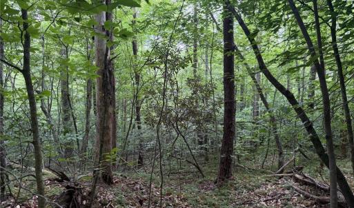 Photo #19 of 1215 Lucius Beasley, Westfield, NC 160.0 acres