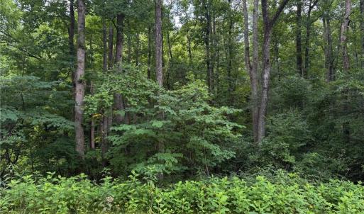 Photo #25 of 1215 Lucius Beasley, Westfield, NC 160.0 acres