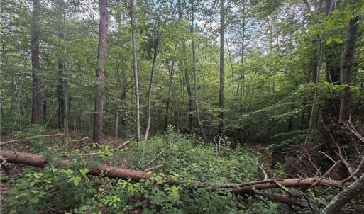 Photo #21 of 1215 Lucius Beasley, Westfield, NC 160.0 acres