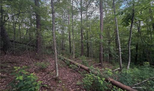 Photo #5 of Lynchburg, Westfield, NC 19.0 acres