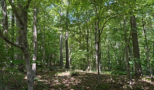 Photo #15 of Salem Church, Reidsville, NC 12.5 acres