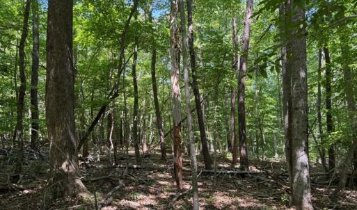 Photo #19 of Salem Church, Reidsville, NC 12.5 acres