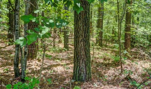 Photo #10 of Garrett, Stoneville, NC 84.9 acres
