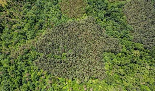 Photo #4 of Garrett, Stoneville, NC 84.9 acres