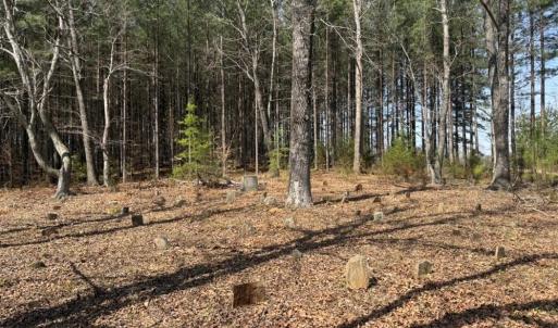 Photo #21 of 508 New Lebanon Church, Reidsville, NC 47.7 acres