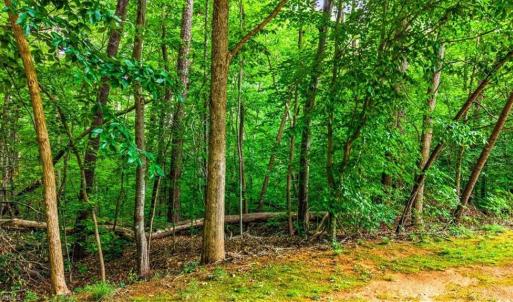 Homesite #40