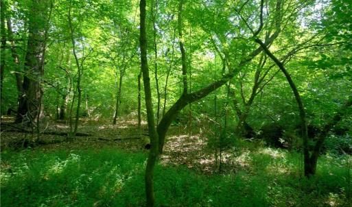 Photo #23 of Todd, Advance, NC 22.5 acres