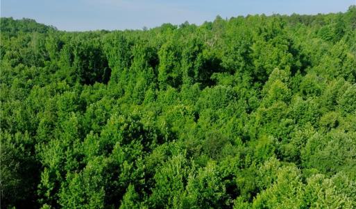 Photo #36 of Todd, Advance, NC 22.5 acres