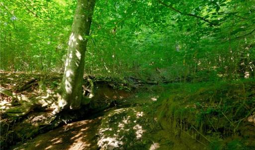 Photo #24 of Todd, Advance, NC 22.5 acres