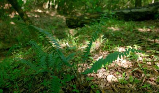 Photo #30 of Todd, Advance, NC 22.5 acres