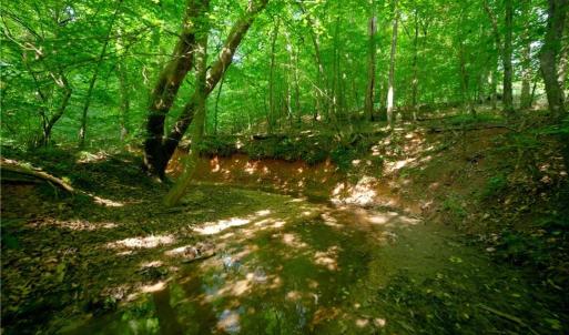 Photo #31 of Todd, Advance, NC 22.5 acres
