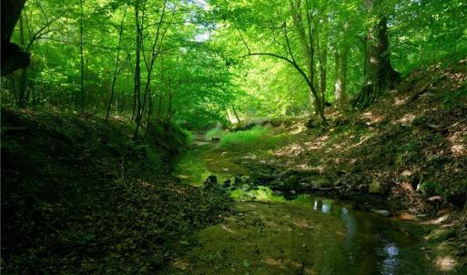 Photo #29 of Todd, Advance, NC 22.5 acres