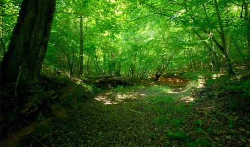 Photo #25 of Todd, Advance, NC 22.5 acres