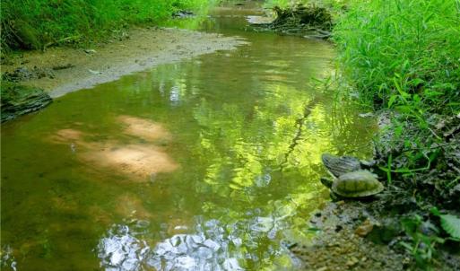 Photo #21 of Todd, Advance, NC 22.5 acres