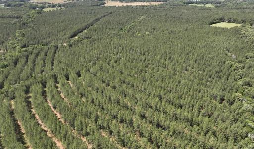 Planted Pine approaching maturity
