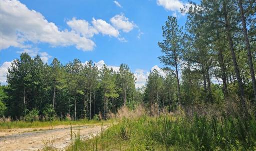 Interior Road through Pines