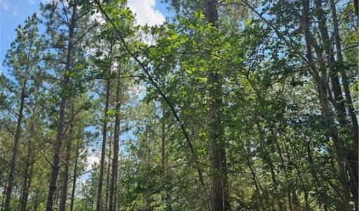 Planted Loblolly Pine
