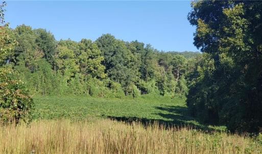 Photo #5 of Reid, King, NC 36.0 acres