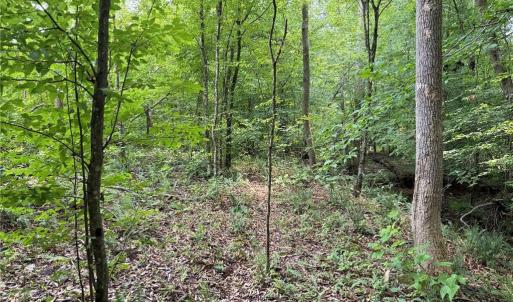 Photo #22 of Jennifer, Reidsville, NC 31.8 acres