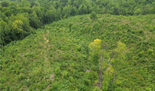 Photo #7 of Jennifer, Reidsville, NC 31.8 acres