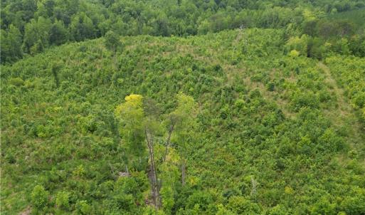 Photo #9 of Jennifer, Reidsville, NC 31.8 acres