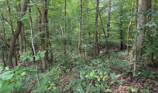 Photo #29 of Jennifer, Reidsville, NC 31.8 acres