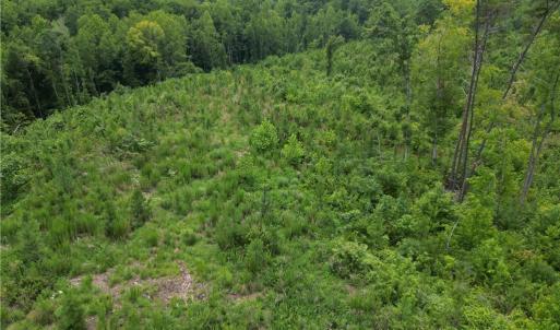Photo #6 of Jennifer, Reidsville, NC 31.8 acres