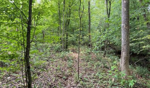 Photo #22 of Jennifer, Reidsville, NC 31.8 acres