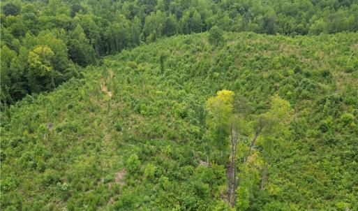 Photo #7 of Jennifer, Reidsville, NC 31.8 acres