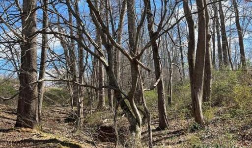 Photo #10 of Friends Mission Road, Ararat, VA 97.5 acres