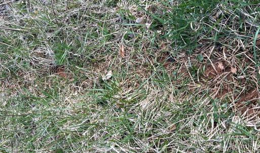Photo #8 of Friends Mission Road, Ararat, VA 97.5 acres