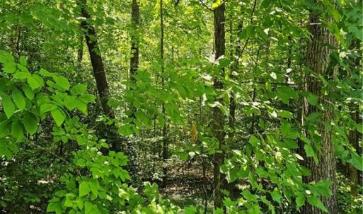 Photo #2 of Lot 408 Pine, Lexington, NC 0.1 acres