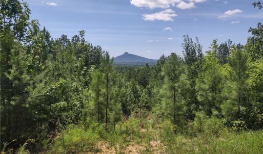 Photo #1 of Pine Tree, Pinnacle, NC 53.0 acres