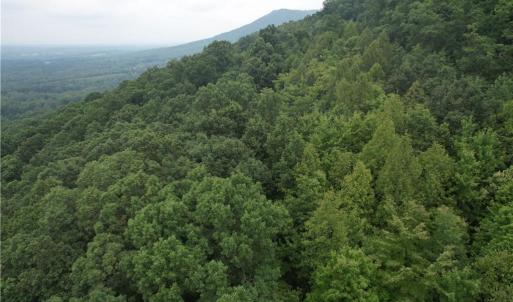 Photo #4 of Pine Tree, Pinnacle, NC 53.0 acres