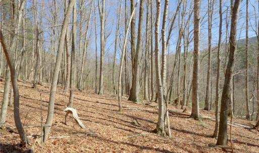 Photo #8 of 4 Old Mill, Pinnacle, NC 4.4 acres