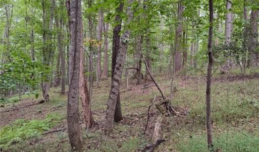 Photo #16 of Locust Grove, Westfield, NC 67.1 acres