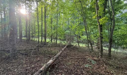 Photo #12 of Locust Grove, Westfield, NC 67.1 acres
